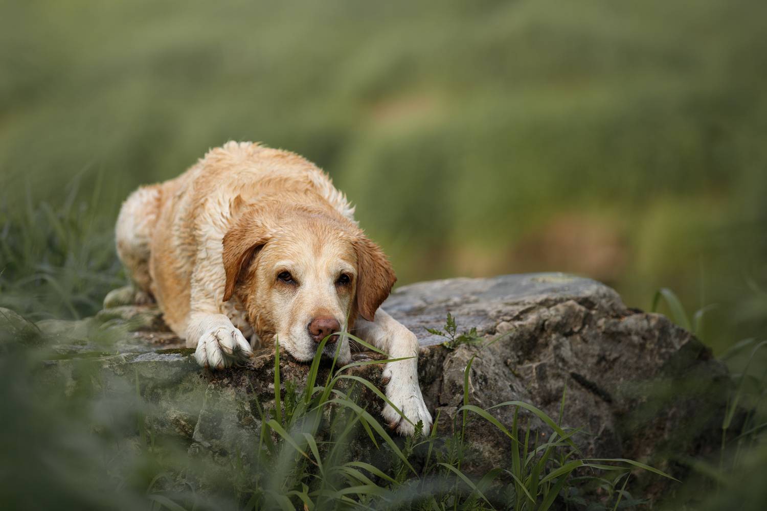 , Мария Шерскова