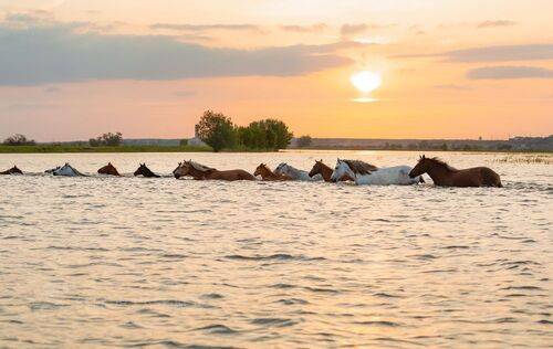 Серия «Животные у воды»