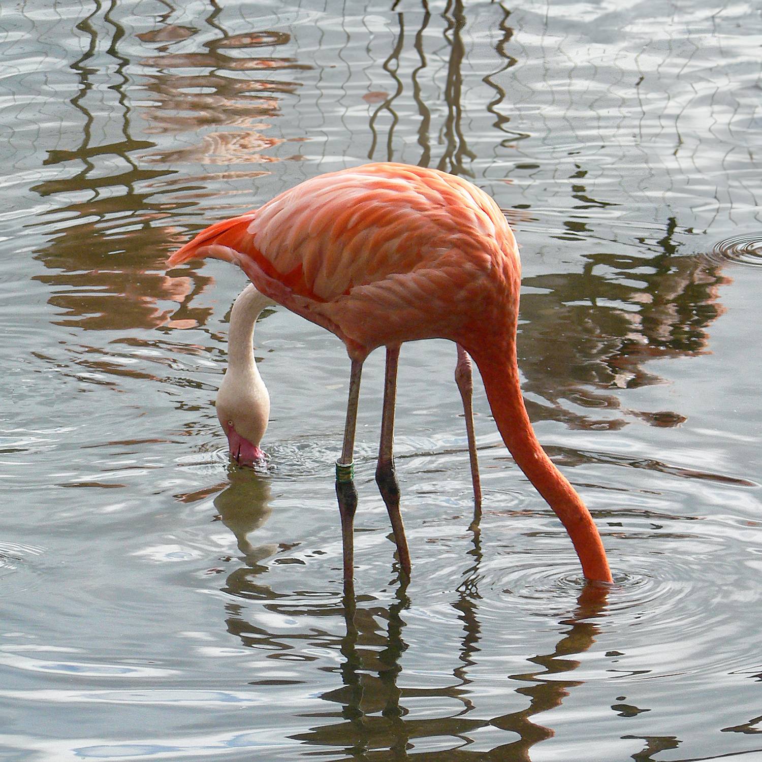 розовый фламинго, обыкновенный фламинго, phoenicopterus roseus, КарОл