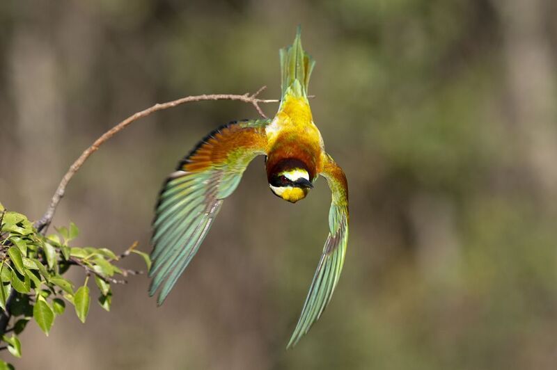 природа Полёт фото превью