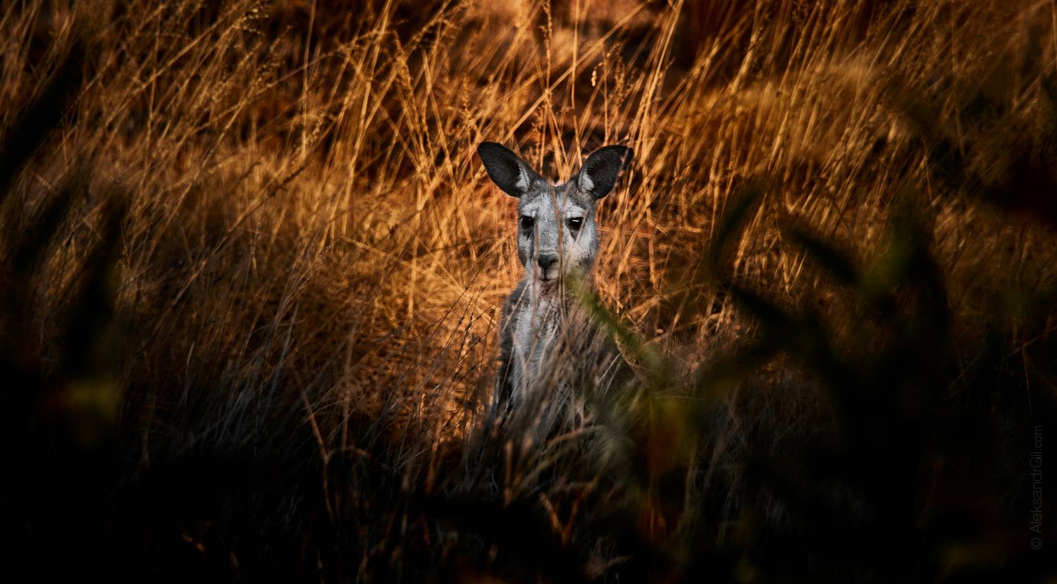 , Гиль Александр