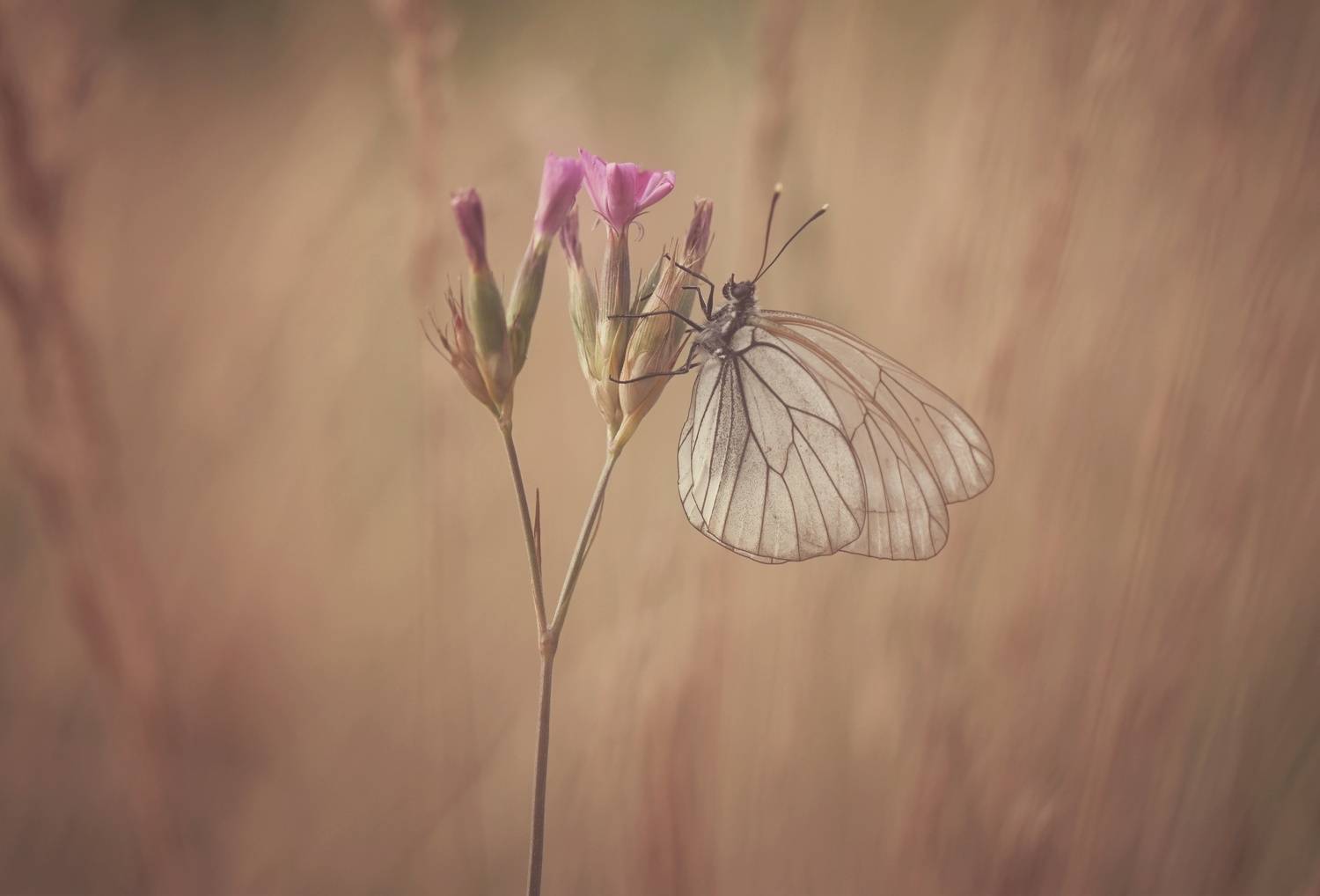 , Герчев Николай