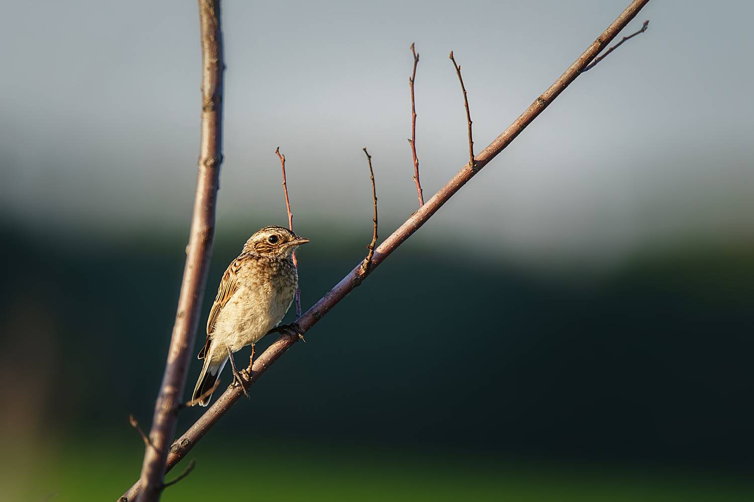, Корнеев Алексей