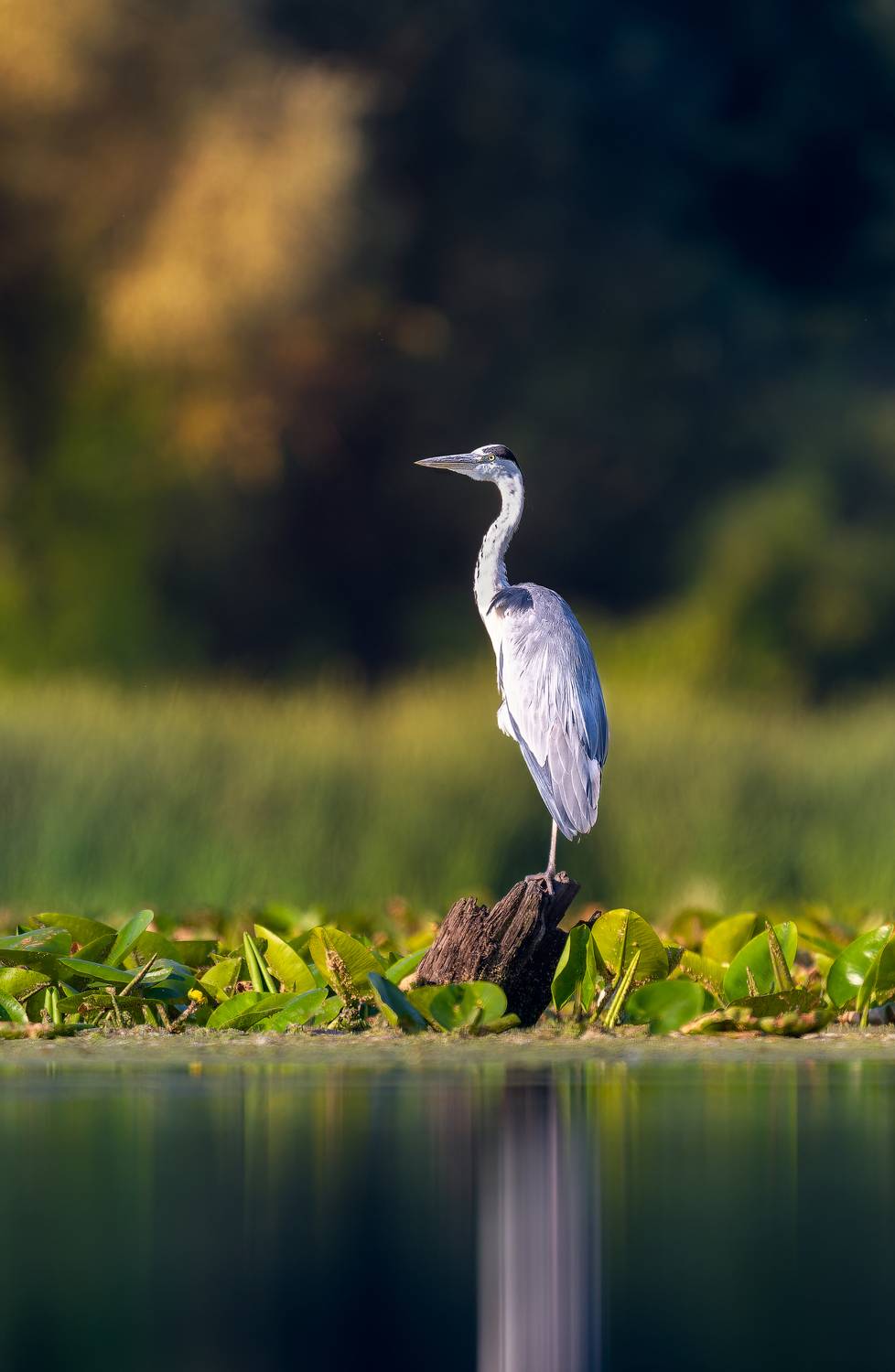 , Ширяев Константин