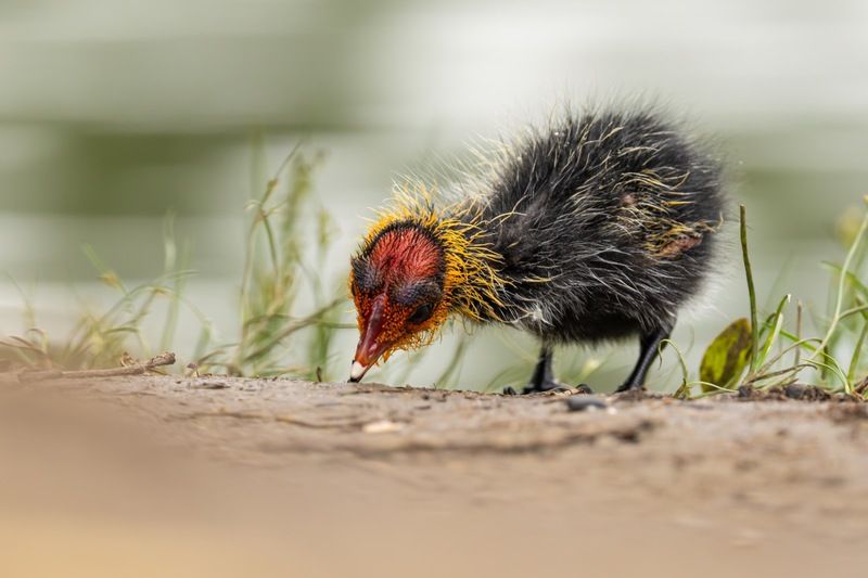 птицы, лысуха, птенец, лысенок  фото превью