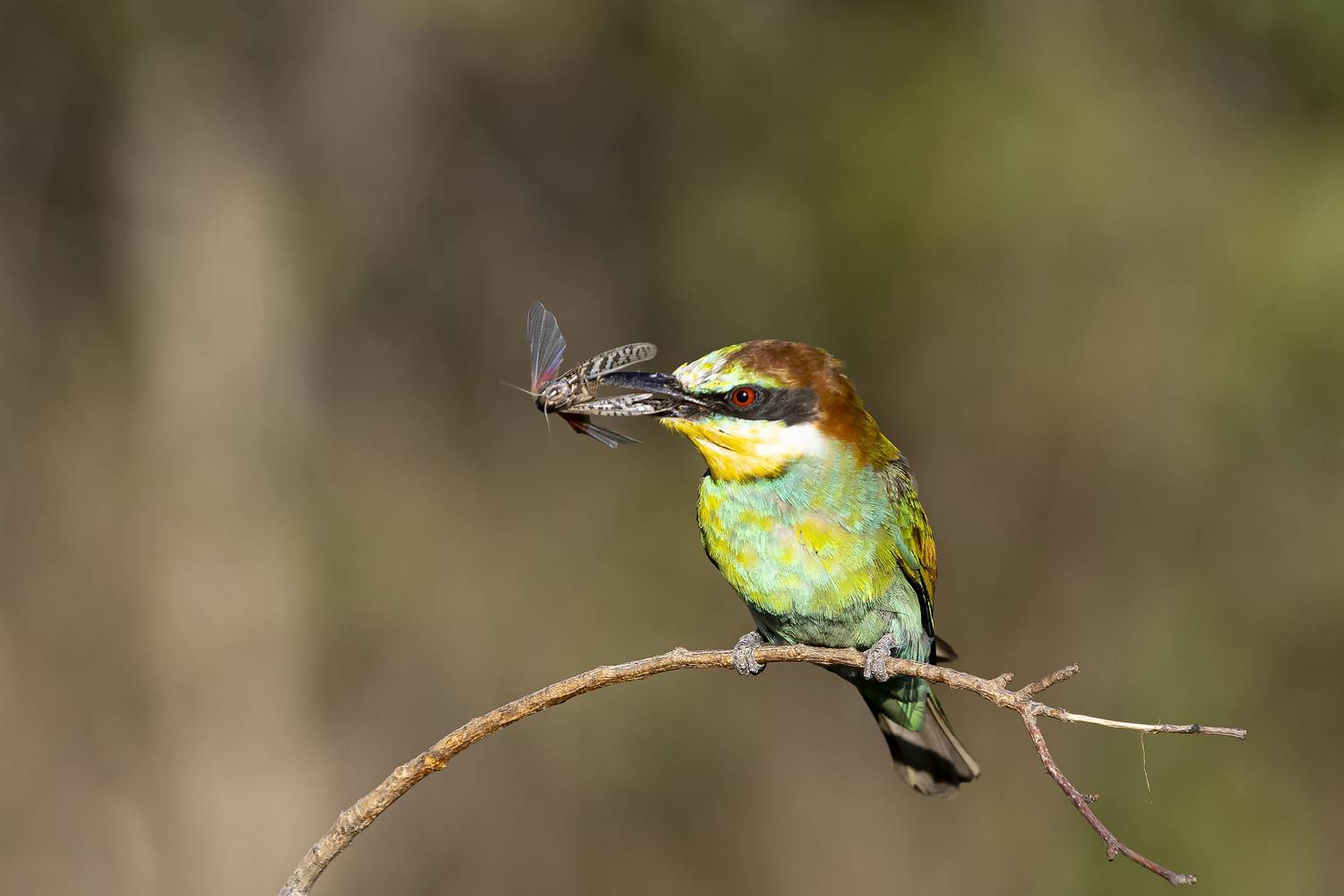 природа, Валерий Черняк