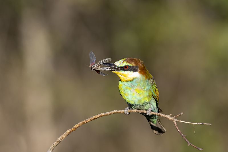 природа *** фото превью