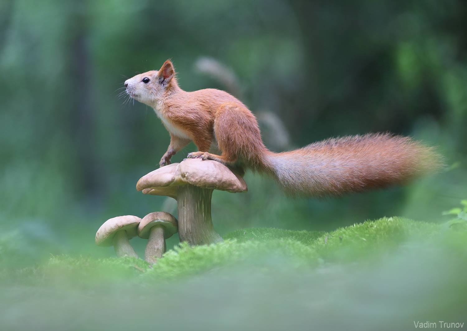 белка, squirrel, грибы, Вадим Трунов