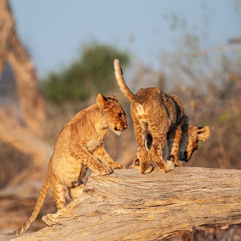 Львята фото превью