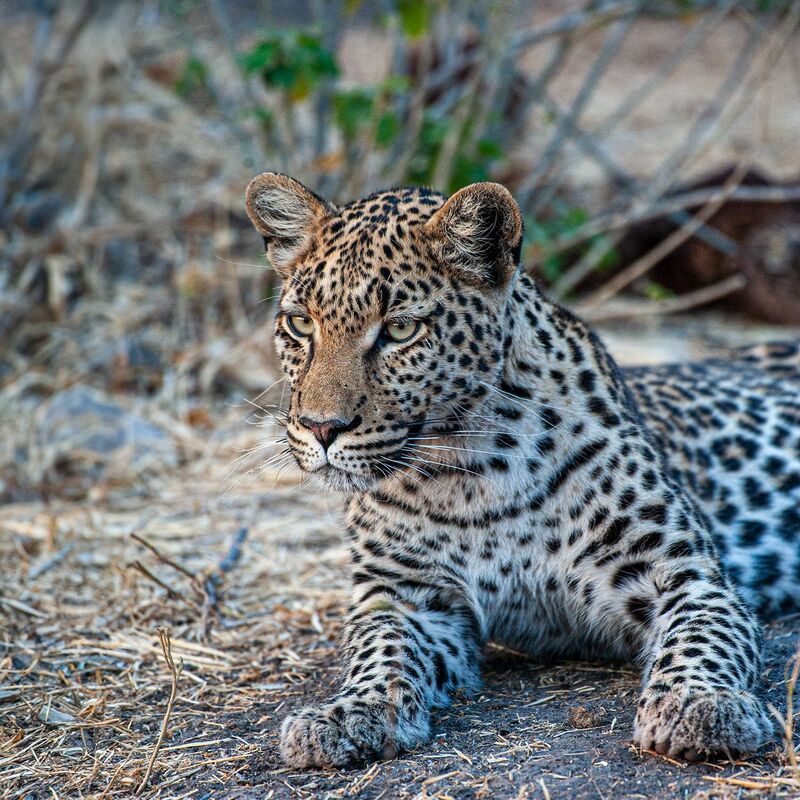Леопард фото превью