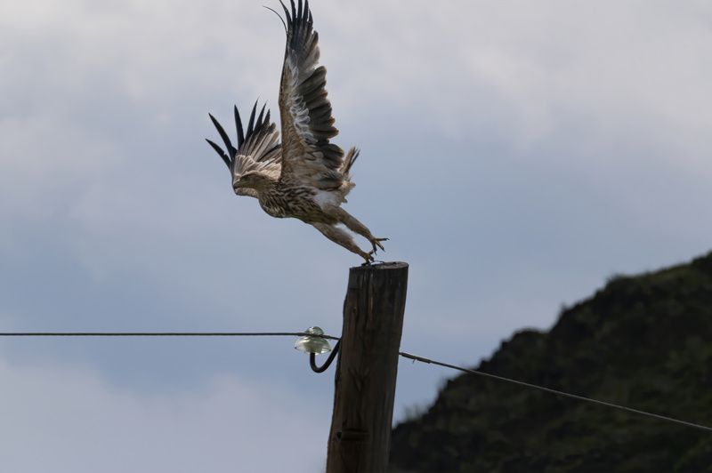 коршун, могильник, горный алтай Коршун фото превью