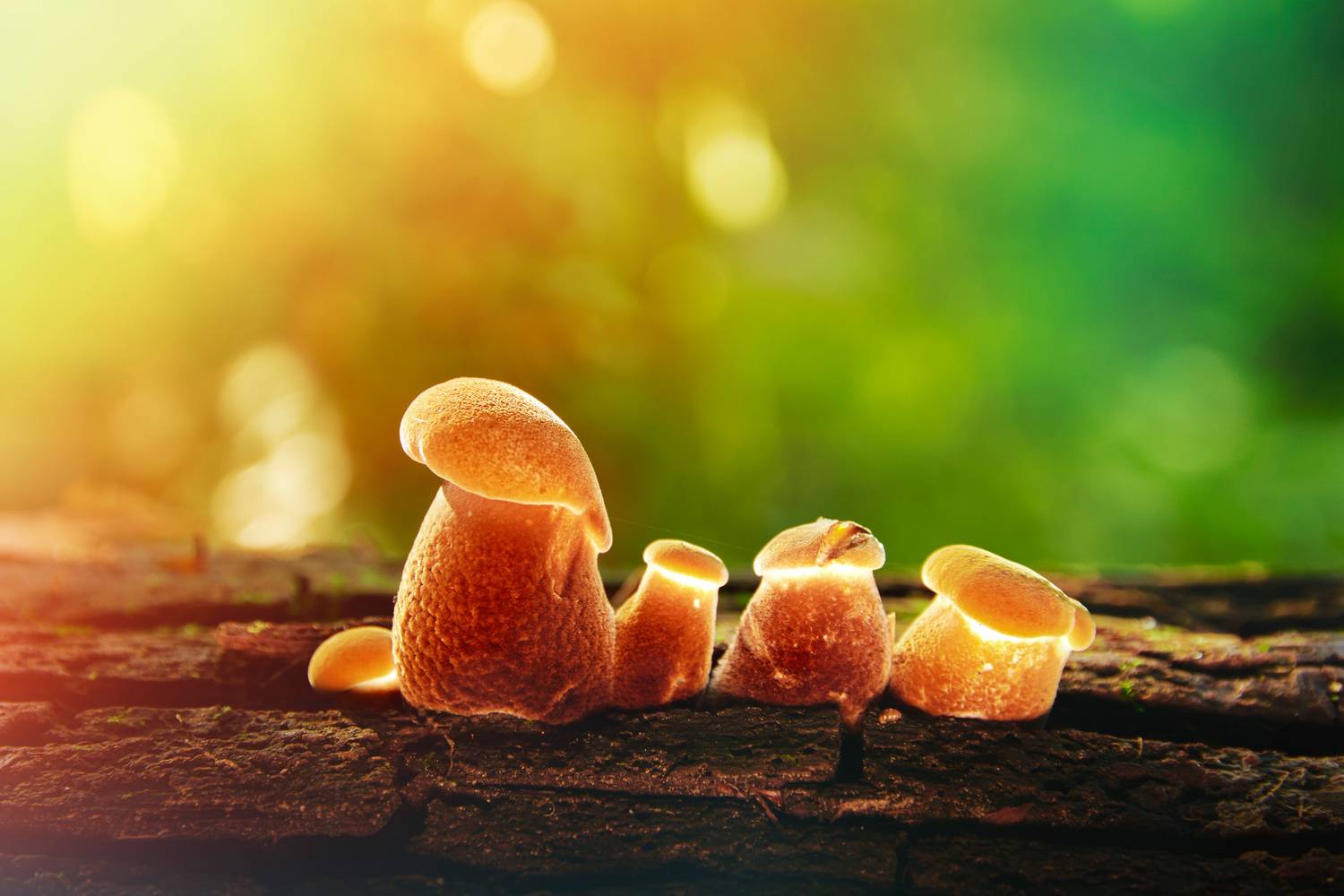 грибы, Валерий Вождаев