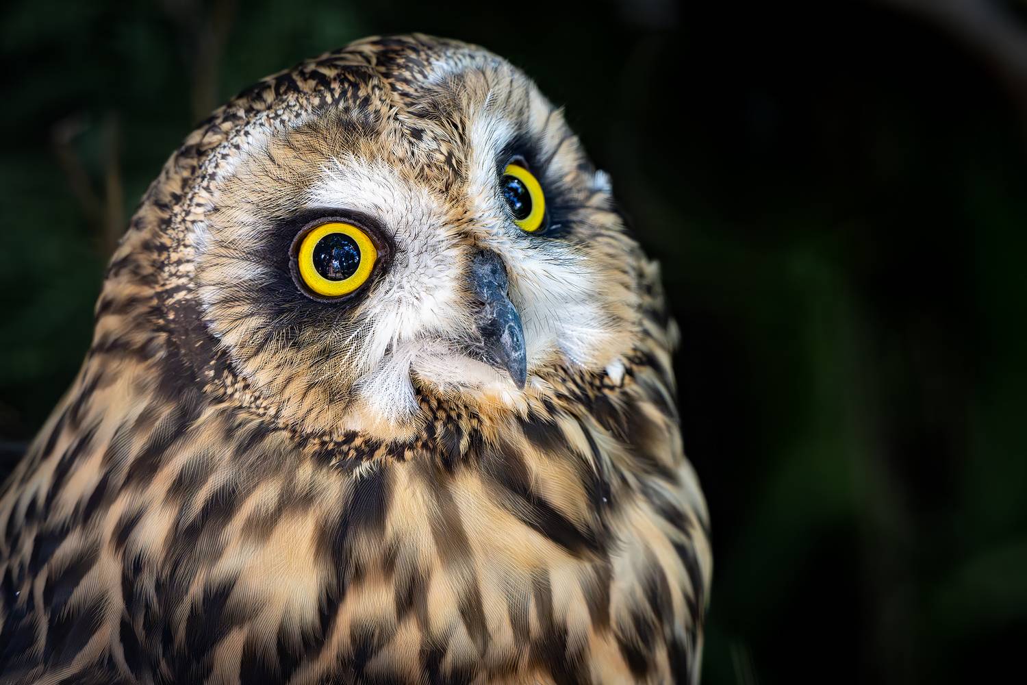 , Молодкин Дмитрий