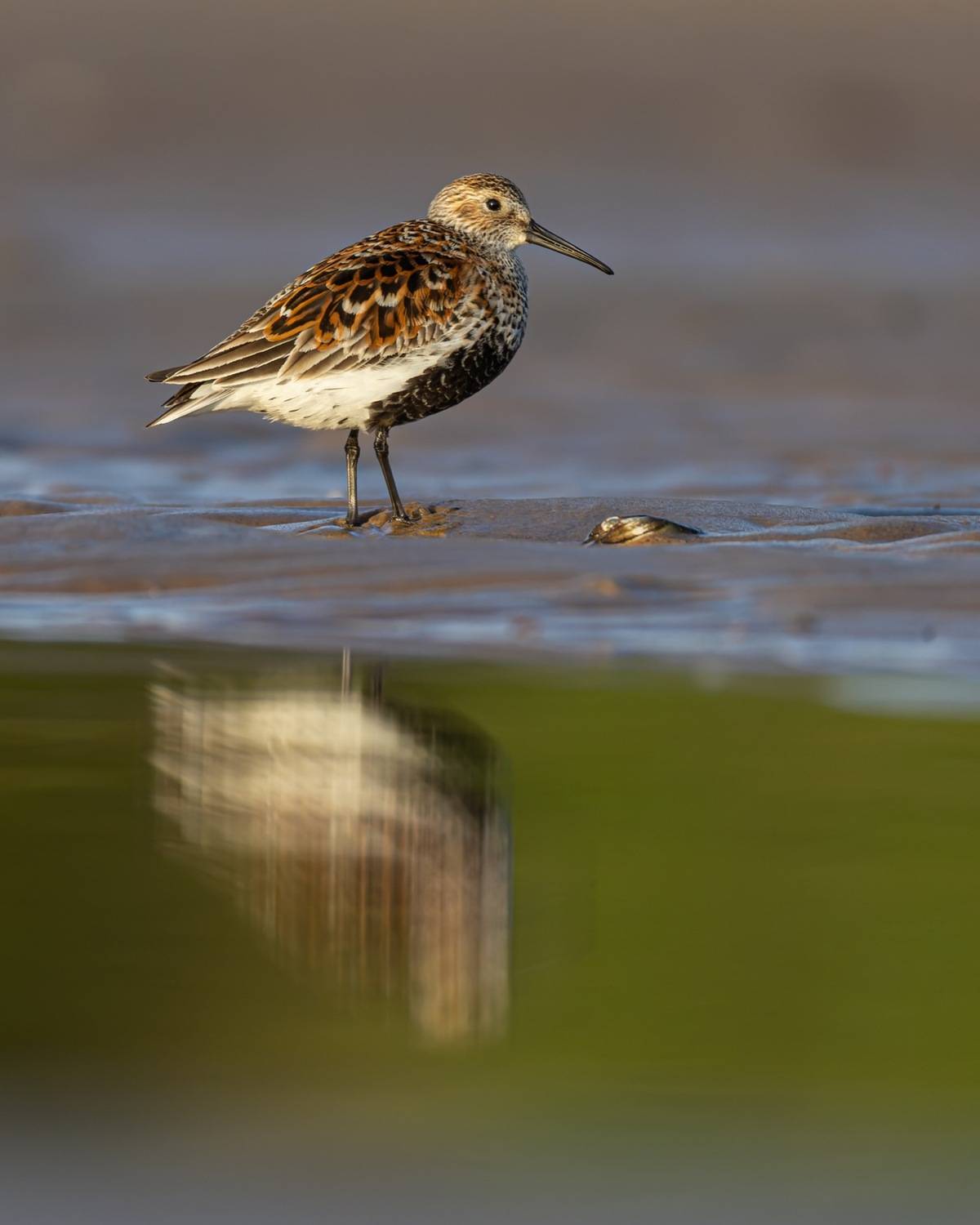 чернозобик, кулик, птицы, Руслан Pl