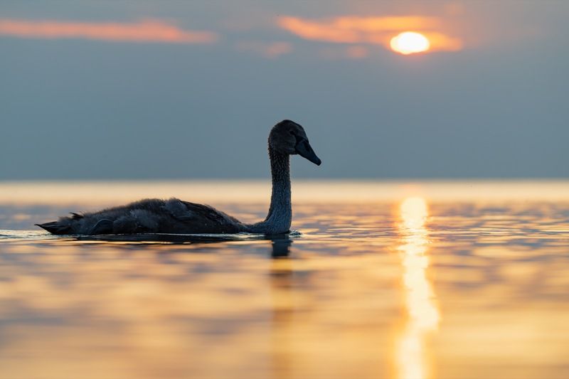 закат, лебедь, лебедь шипун, лебедь-шипун, финский залив, птенец Лебеденок на закате фото превью