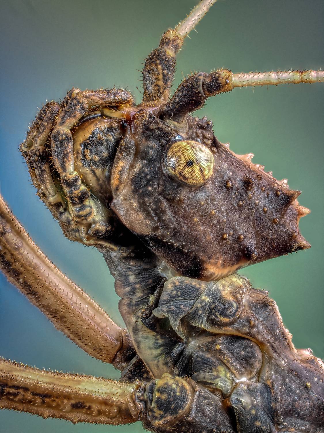 , Олег Савицкий