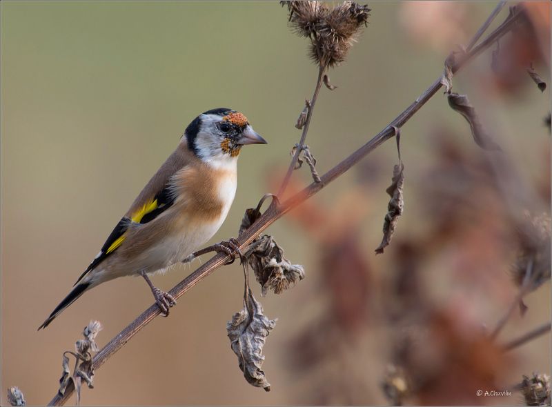 птица,щегол,молодой Молодой Щегол фото превью