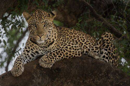 Leopard in a Mashatu tree, Botswana