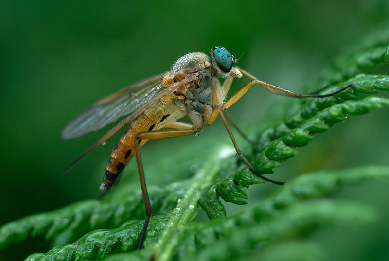 ... фото превью
