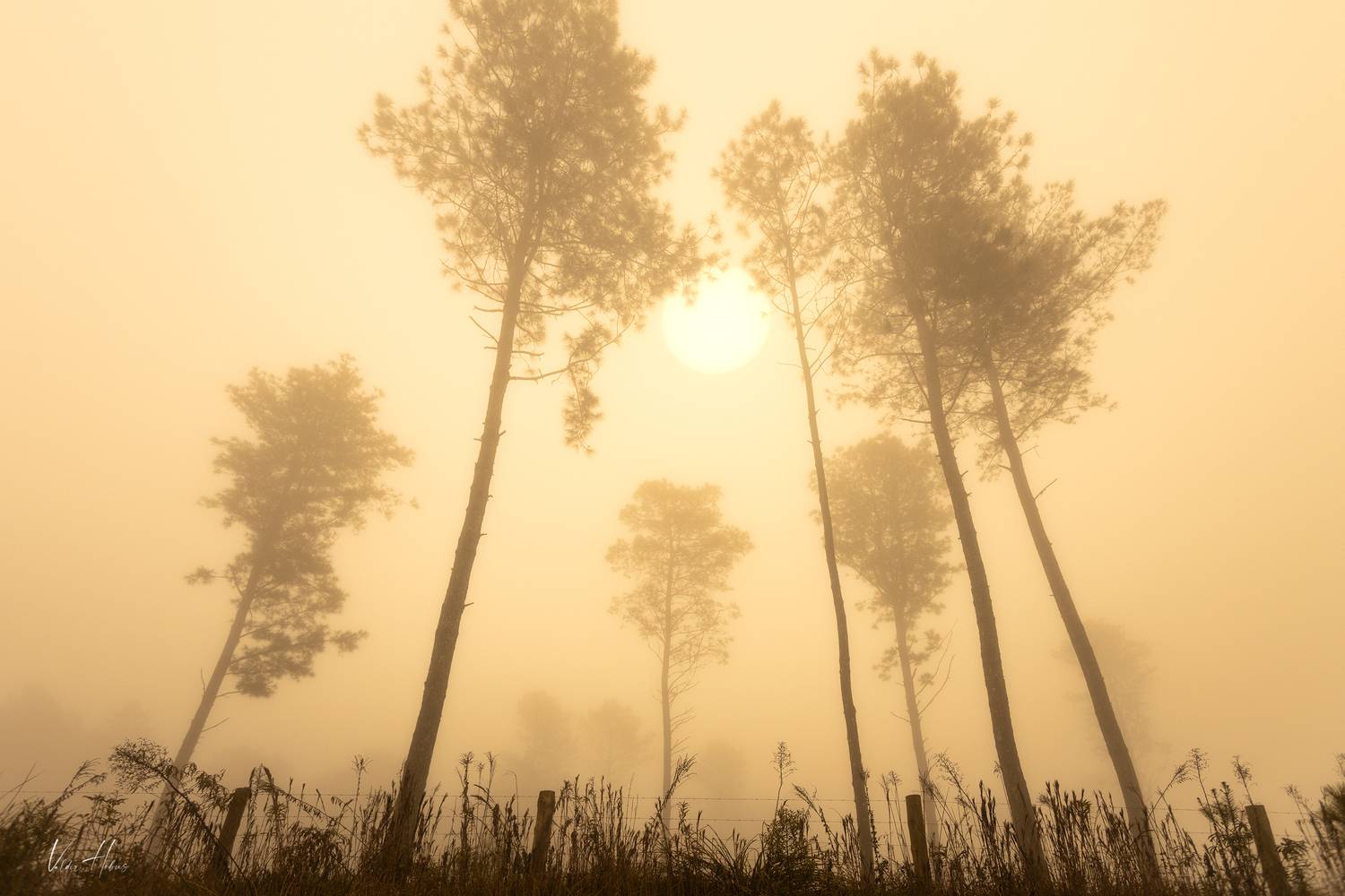 fog, trees, morning, sun, yellow, mood, Valdir Hobus