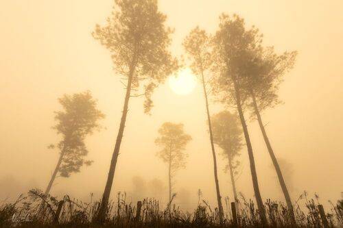 Foggy morning