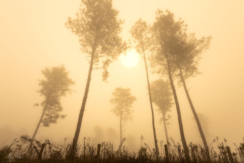 fog, trees, morning, sun, yellow, mood Foggy morning фото превью