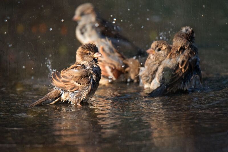 *Купание на асфальте фото превью