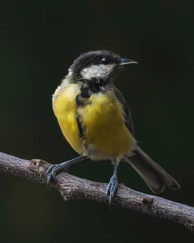 Синичкин детЬ