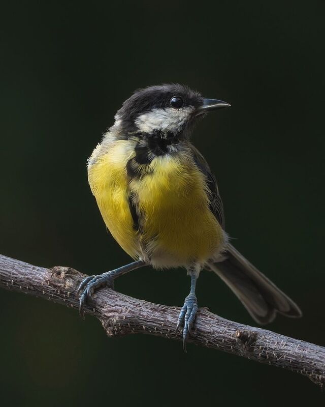 наблюдения за птицами, синица, синичка, большая синица, птицы, портреты птиц, эмоции, лето, лето2025 Синичкин детЬ фото превью