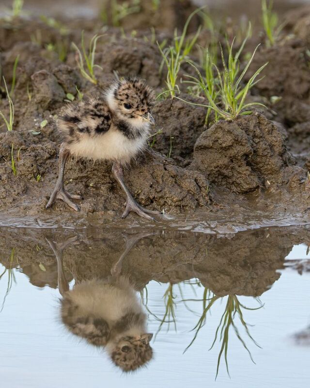 чибисенок, чибис, птицы, птенец Чибисенок фото превью
