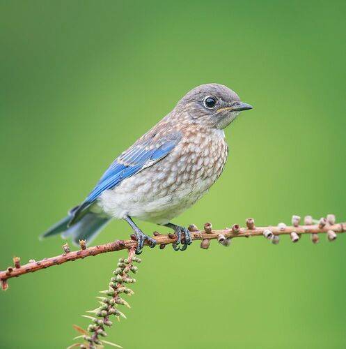 juvenile. Bluebird - cлеток, Восточная сиалия