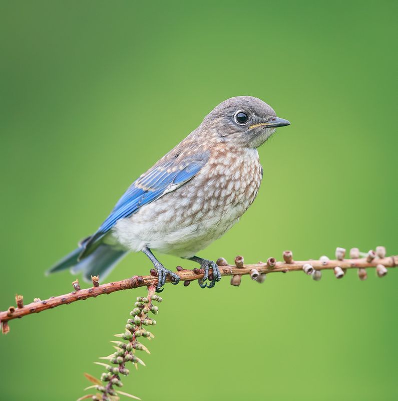 восточная сиалия, eastern bluebird,bluebird juvenile. Bluebird - cлеток, Восточная сиалия фото превью
