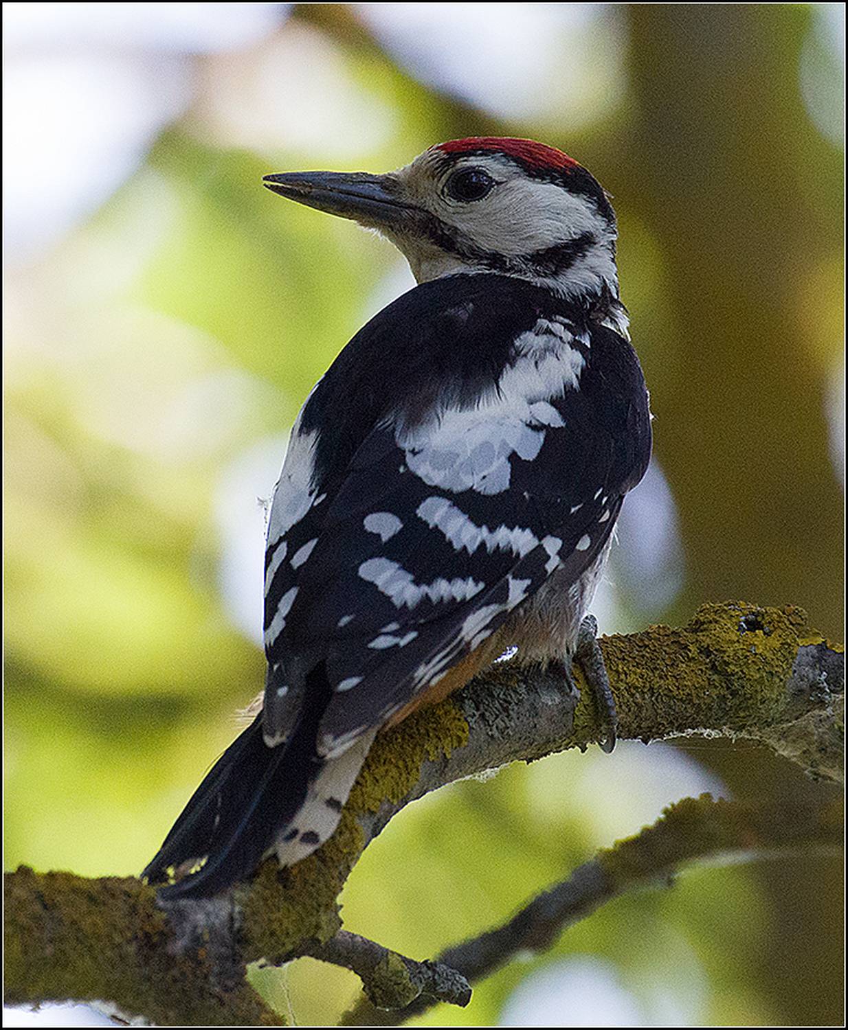 москва, июль, парк, большой пёстрый дятел, АНАТОЛИЙ ДОВЫДЕНКО
