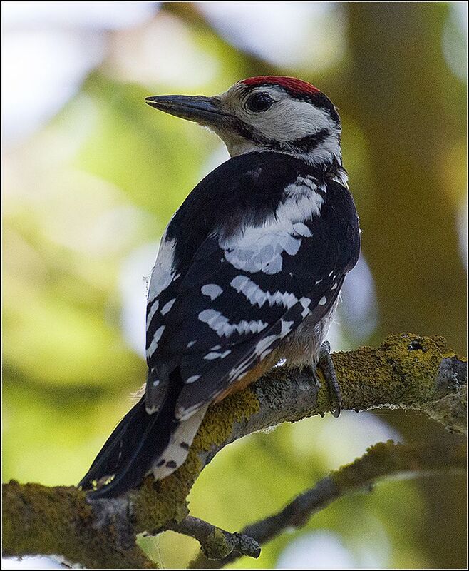 москва, июль, парк, большой пёстрый дятел *  *  * фото превью