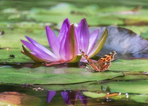 Лилия и бабочка (3 ФОТО)