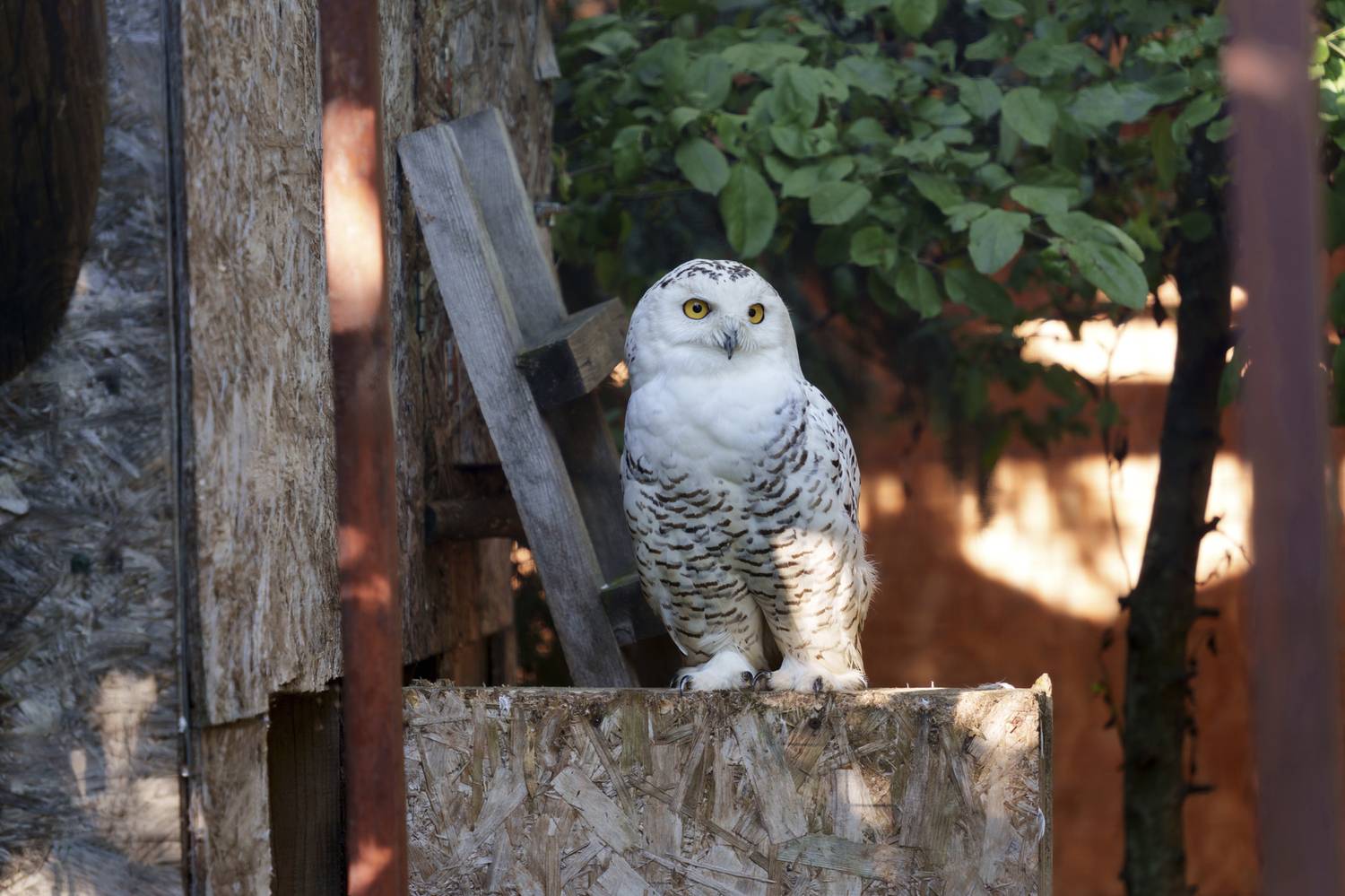 , Добродий Михаил