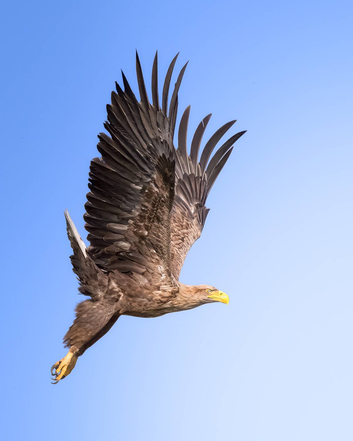 птицы, полёт, природа, орлан, белохвост, хищник, birdwatching, birds, Михаил Ездаков