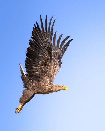 Орлан - бросок