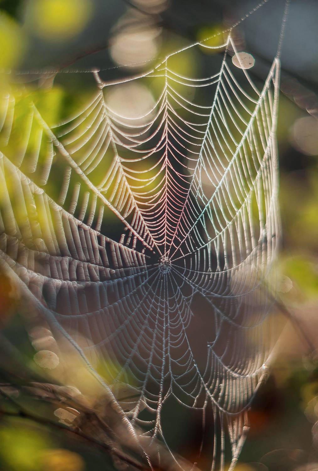 паутинка, лето, Свистков Александр