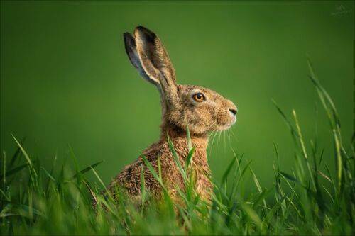 В утренней росе ..