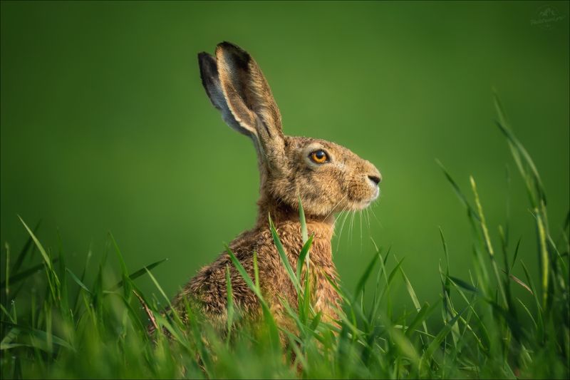 заяц-русак, русак, lepus europaeus В утренней росе .. фото превью