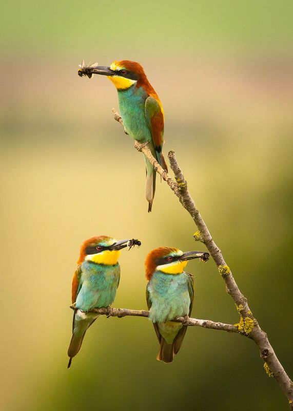 Bee-eater фото превью