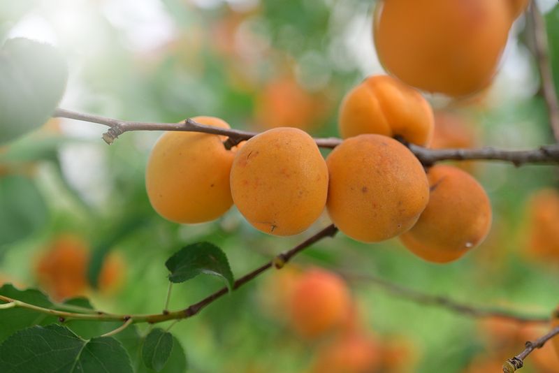 Абрикос-облепиха фото превью