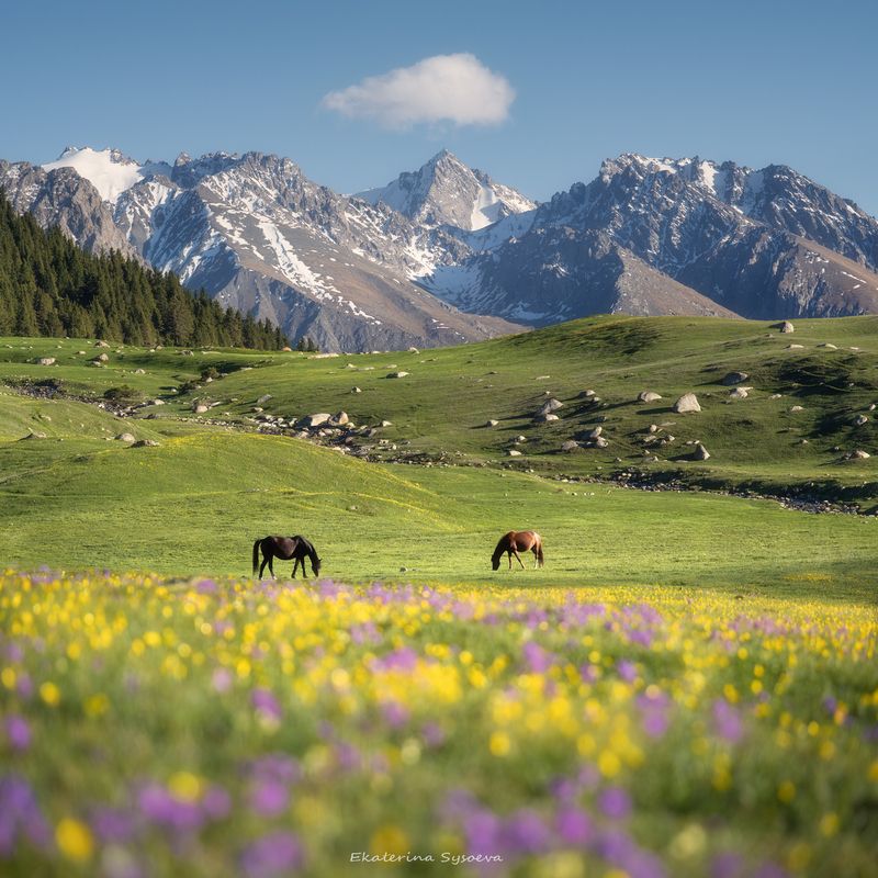 Киргизская пастораль фото превью