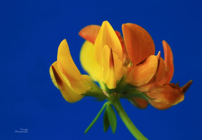 ледвянец, цветок, синий фон, макро Ледвянец фото превью