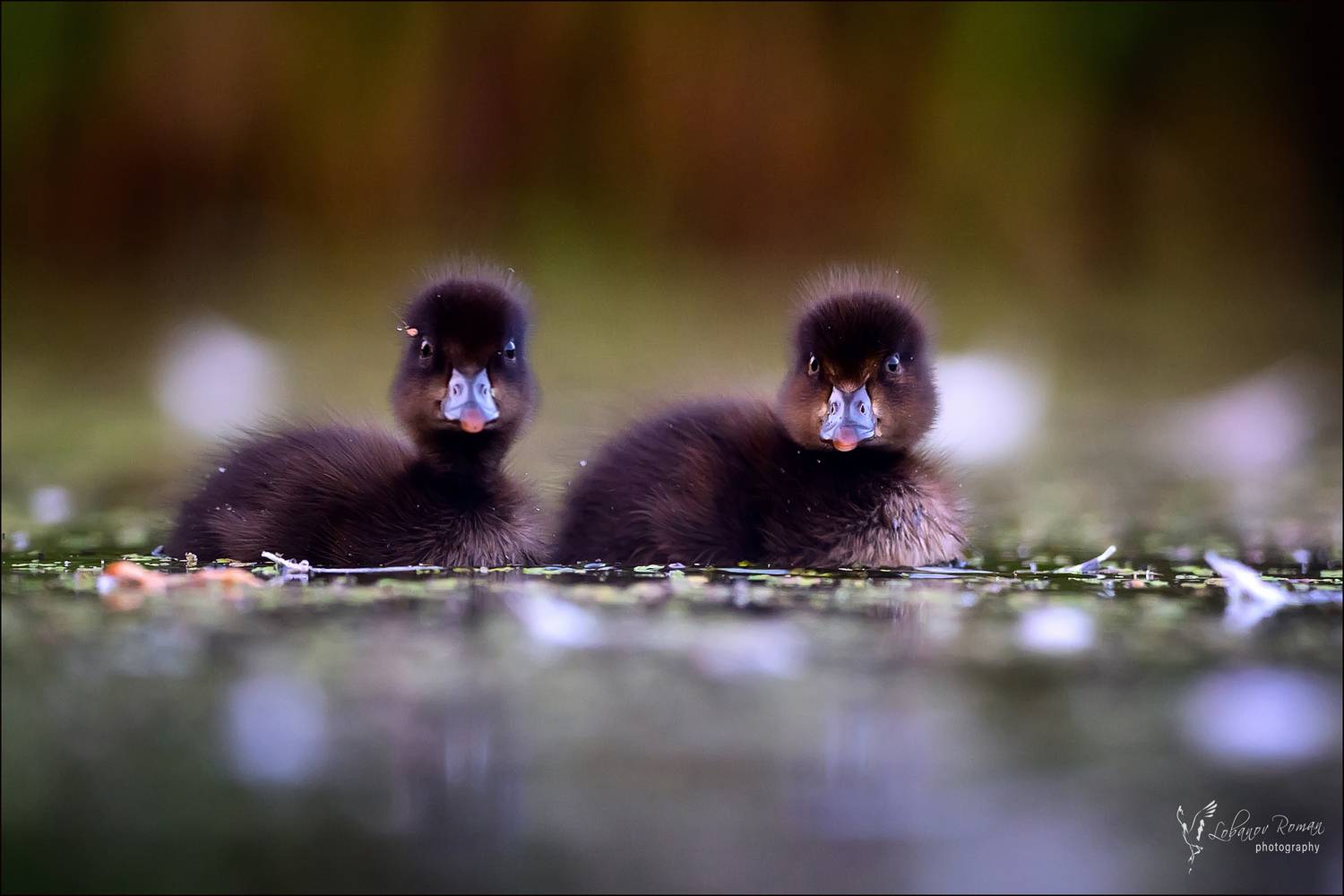 , Лобанов Роман