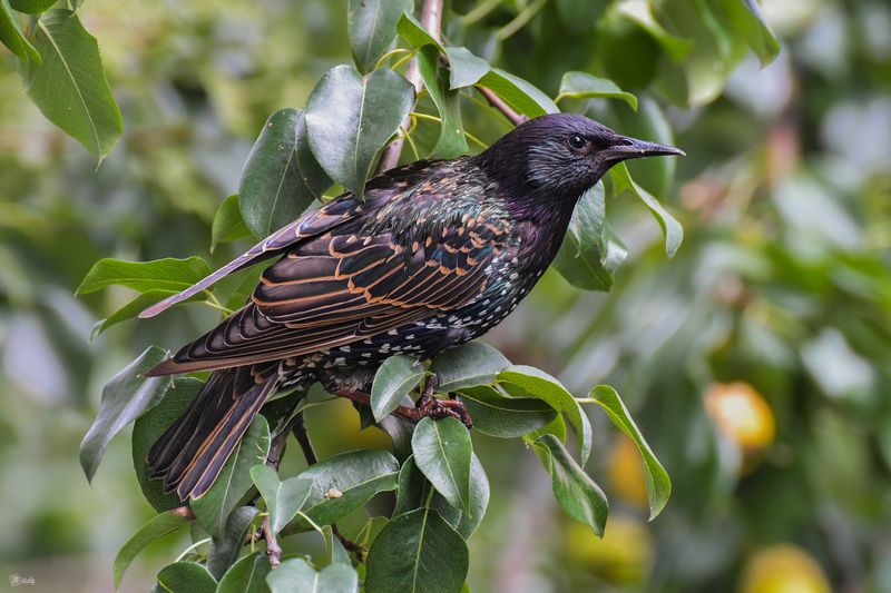 Скворец фото превью
