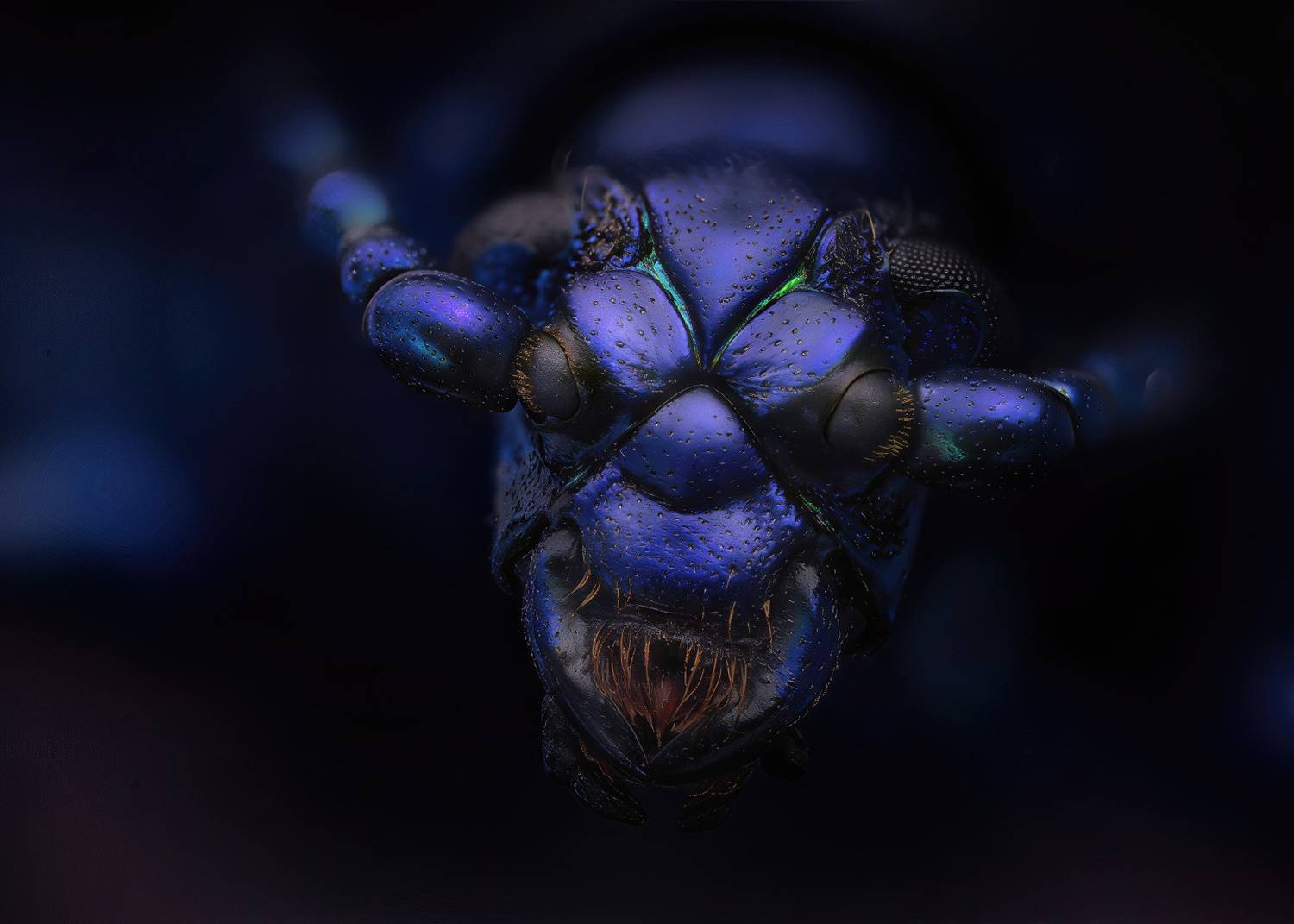 coleoptera, chrysomelidae, sagra femorata, Kavaliauskas Eugenijus