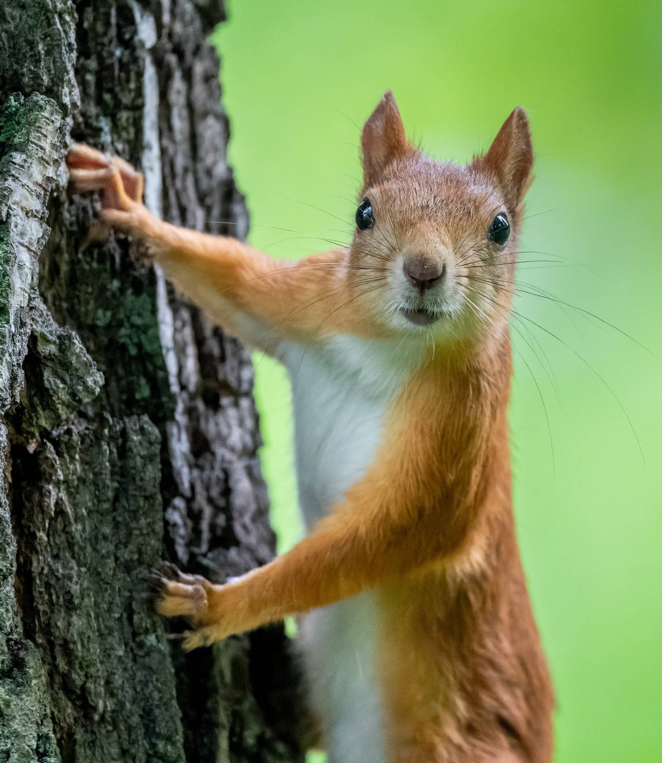 , Дэм Константин