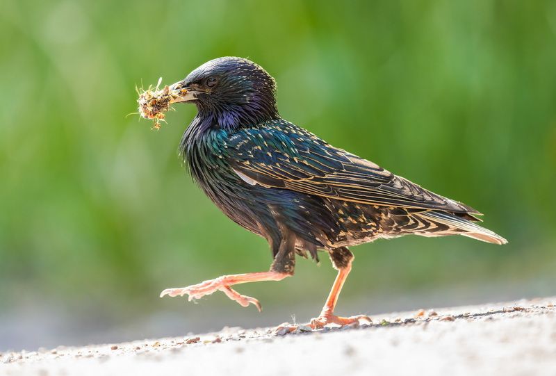 *** фото превью